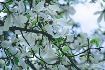 Magnolias bloom