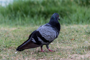 Pigeon birds in the park.