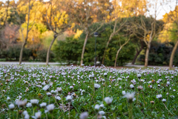 Fototapeta premium field of grass and white flowers