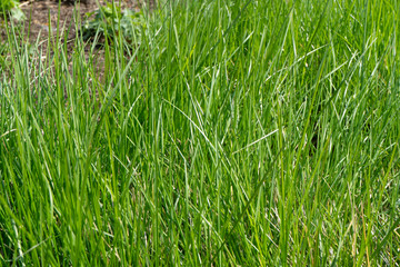 Fresh Spring Grass