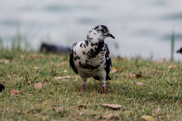 Pigeon birds in the park.