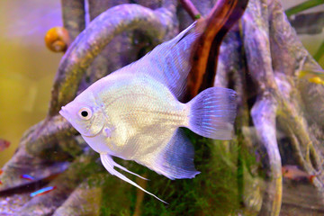 Angel Fish