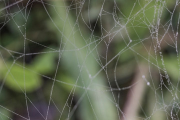 Macro photo of the spiderWeb on a green background