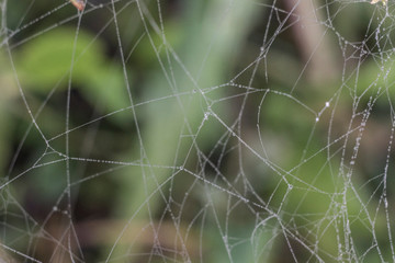 Macro photo of the spiderWeb on a green background