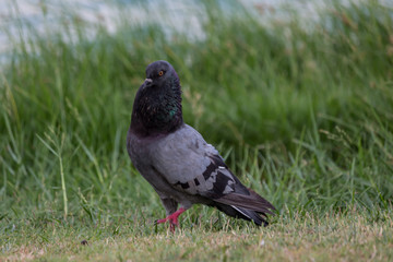 Pigeon birds in the park.