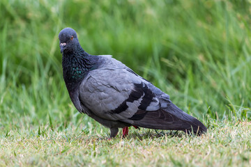 Pigeon birds in the park.