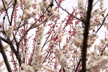 Spring flowers. Apricot flowering.