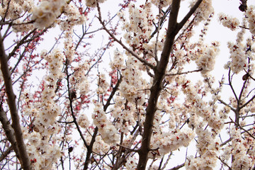 Spring flowers. Apricot flowering.