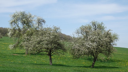 blühende Streuobstwiese