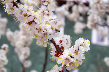 Spring flowers. Apricot flowering.