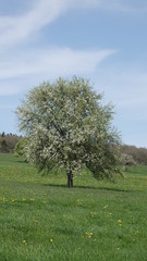 bl&uuml;hender Obstbaum