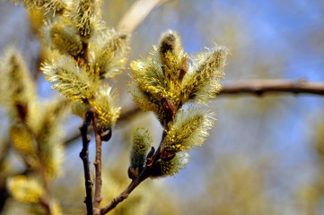 Spring mood