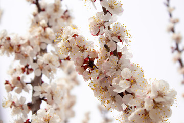 Spring flowers. Apricot flowering.