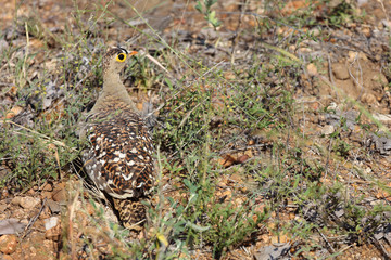 Nachtflughuhn / Double-banded sandgrouse / Pterocles bicinctus