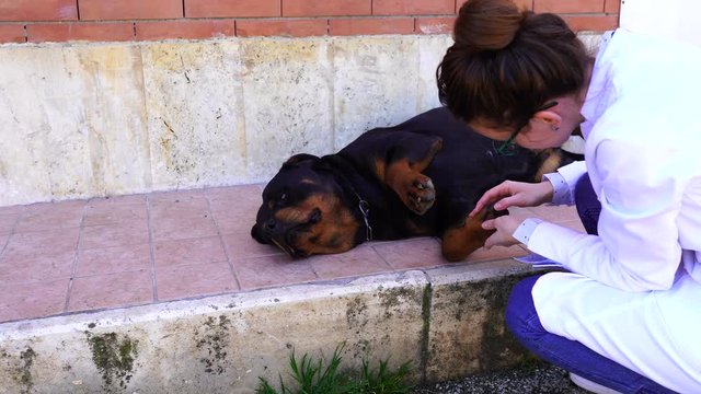 Young veterinary female in white doctor's coat and gloves examining sick watchdog outdoors. Rottweiler lying on the ground. Intestinal worms and vaccinations