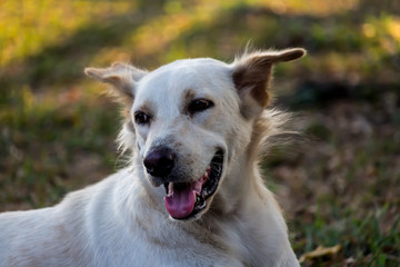 Vagrant dog in the garden.