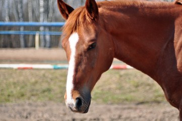 Obraz premium Portrait of red horse in spring