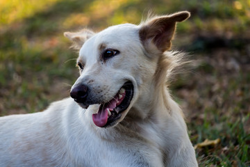 Vagrant dog in the park.