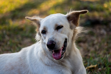 Vagrant dog in the park.