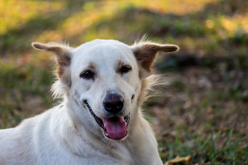 Vagrant dog in the park.