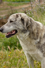 Naklejka premium rafeiro alentejano