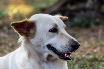 Vagrant dog in the park.