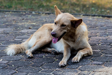 Vagrant dog in the park.