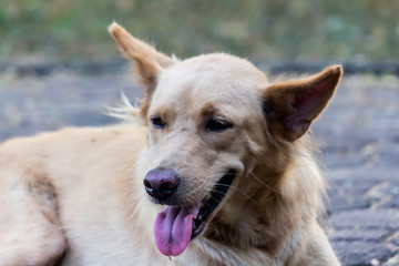 Vagrant dog in the park.