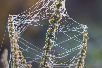 Golden web with shiny morning dew in a meadow in the autumn season. Cobweb on the branches of a dried plant. Close-up. Cold tone, frost. Bright dawn. Background, Texture.
