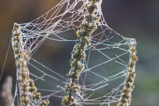 Golden web with shiny morning dew in a meadow in the autumn season. Cobweb on the branches of a dried plant. Close-up. Cold tone, frost. Bright dawn. Background, Texture.