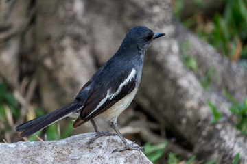 The small bird is in the garden.