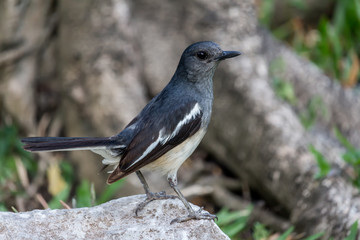 The small bird is in the garden.
