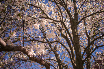 Magnolia blossom branches over blue sky. Springtime