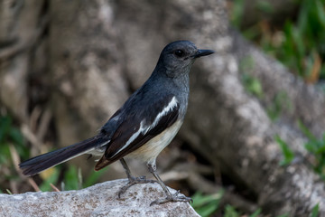 Fototapeta premium The small bird is in the garden.