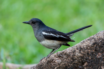 The small bird is in the garden.