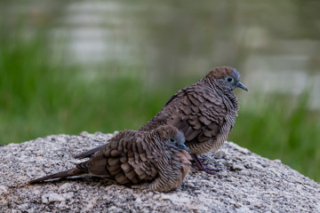 Two birds standing on a rock.