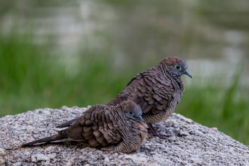 Two birds standing on a rock.
