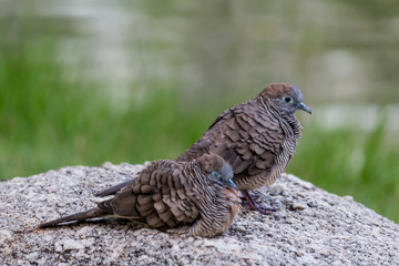 Two birds standing on a rock.