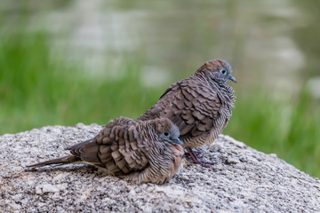 Two birds standing on a rock.