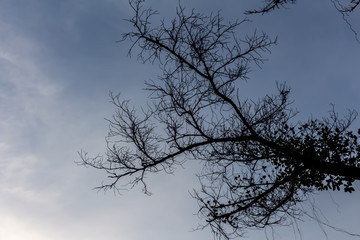 Drying tree with sunset time.