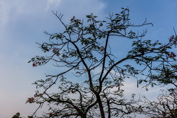 Drying tree with sunset time.