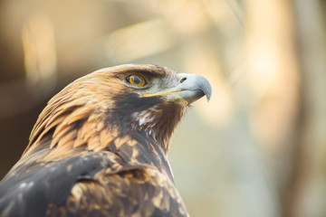 Golden eagle sitting on the branch. Portrait of golden eagle. Hunting bird