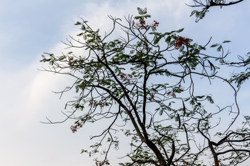 Drying tree with sunset time.