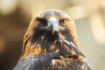 Golden eagle sitting on the branch. Portrait of golden eagle. Hunting bird
