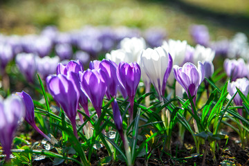 spring flowers in the park. crocus bloom