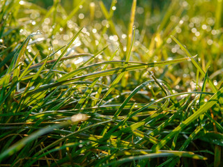 Morning dew on a grass in a field, concept freshness,