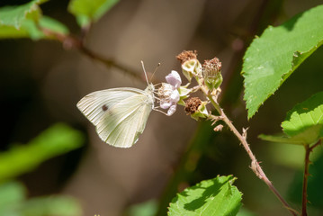 Schmetterlinge am Walderand