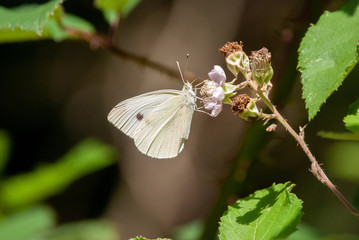 Schmetterlinge am Walderand