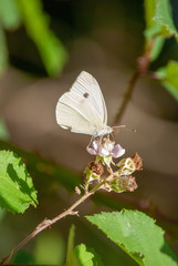 Schmetterlinge am Walderand