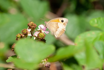 Schmetterlinge am Walderand